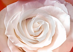 The middle flower white rose closeup.