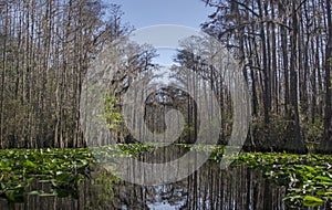 Middle Fork Suwannee River red trail, Okefenokee Swamp National Wildlife Refuge