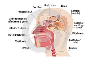 The middle part of the human head, the anatomy of the human nose, and the internal structure of the ears