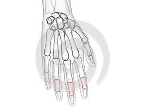 The middle phalanges