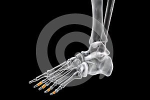 Middle phalanges of the foot, 3D illustration