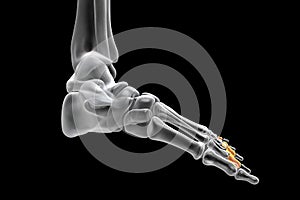 Middle phalanges of the foot, 3D illustration