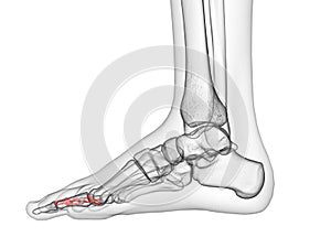 the middle phalanx bones