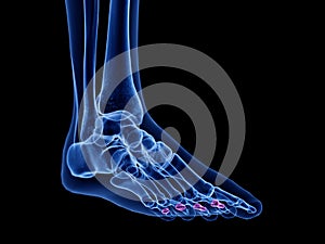 The middle phalanx bones