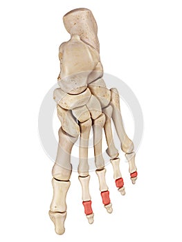 The middle phalanx bones