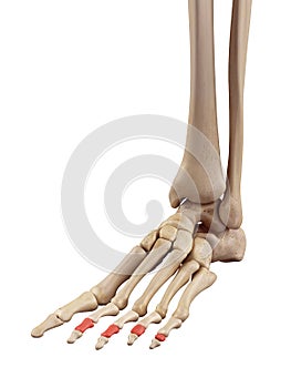 The middle phalanx bones