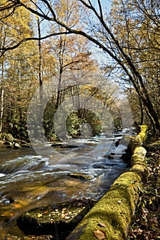 Middle Prong Creek Log