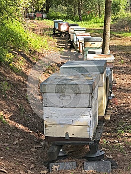 In the middle of a public park: hives in a row