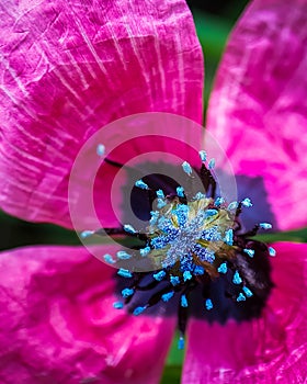 the middle of a scarlet poppy with blue stamens. macro. a photo