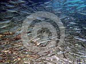 School of fishes