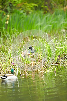 The middle size bird with dark gray body sitting in the nest. Nest is build and floating on the lake water.