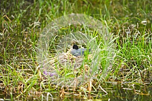 The middle size bird with dark gray body sitting in the nest. Nest is build and floating on the lake water.