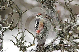 Middle Spotted Woodpecker