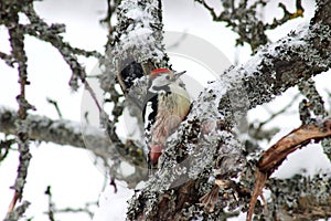 Middle Spotted Woodpecker