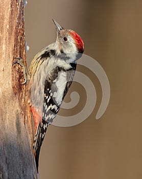 Middle Spotted Woodpecker - Dendrocopos mediuos - in the wet forest