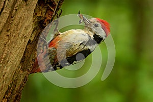 Middle Spotted Woodpecker - Dendrocopos medius