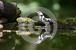 Middle-spotted woodpecker, Dendrocopos medius