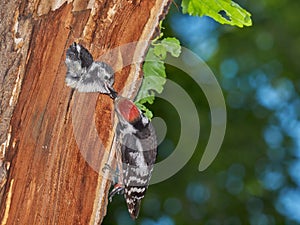 Middle spotted woodpecker Dendrocopos medius feeding baby in the nest