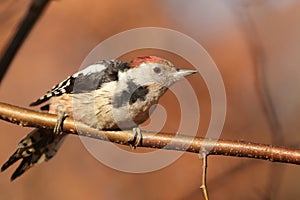 Middle Spotted Woodpecker - Dendrocopos medius in the forest