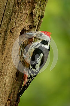 Middle Spotted Woodpecker - Dendrocopos medius