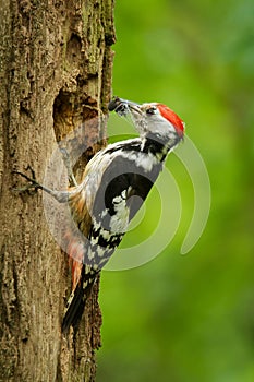 Middle Spotted Woodpecker - Dendrocopos medius sitting on the tree trunk with full beak of the feeding, green forest