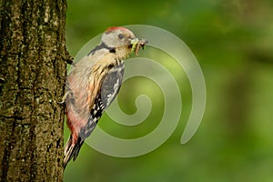 Middle Spotted Woodpecker - Dendrocopos medius
