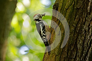 Middle Spotted Woodpecker - Dendrocopos medius sitting on the tree trunk with full beak of the feeding, green forest