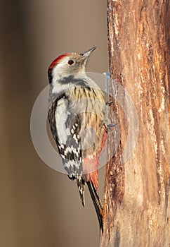 Middle Spotted Woodpecker - Dendrocoptes medius - in the wet forest