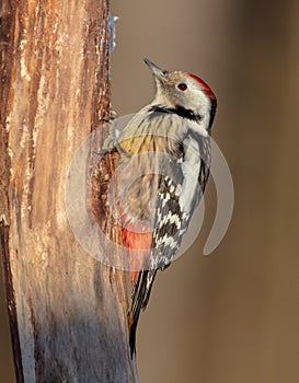 Middle Spotted Woodpecker - Dendrocoptes medius - in the wet forest