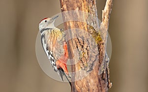 Middle Spotted Woodpecker - Dendrocoptes medius - in the wet forest