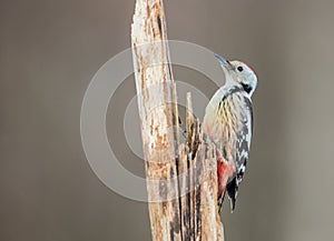 Middle Spotted Woodpecker - Dendrocoptes medius - in the wet forest