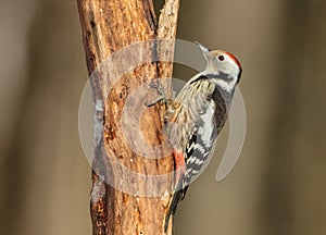 Middle Spotted Woodpecker - Dendrocoptes medius - in the wet forest