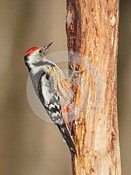 Middle Spotted Woodpecker - Dendrocoptes medius - in the wet forest