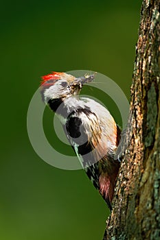 Middle spotted woodpecker gripping onto tree trunk illuminated by sun in forest