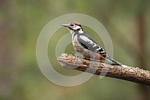 Middle Spotted Woodpecker, Leiopicus medius