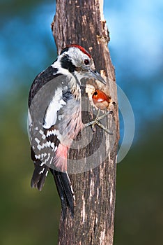 Middle spotted woodpecker pecking on a nut
