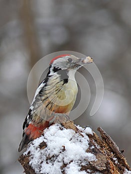 Middle spotted woodpecker with prey