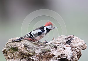 Middle spotted woodpecker sits on a log with a fluffed crown