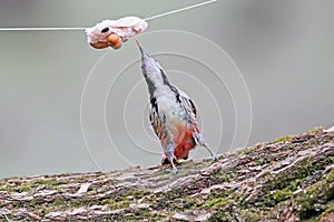 A middle spotted woodpecker tends to hang