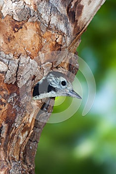 Middle spotted woodpecker unfledged at nest