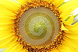 The middle of sunflower