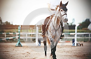 In the middle of the training field with barriers stands a gray horse, dressed in equestrian sports gear