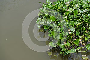 In the middle of the water hyacinth