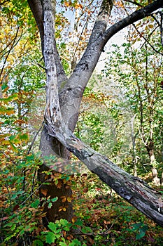 Broken tree, slumped against another, in the woods photo