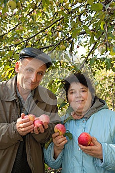 Middleaged couple stand under tree, hold apples