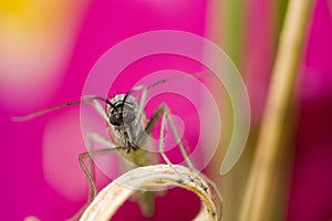 Midge with purple background photo