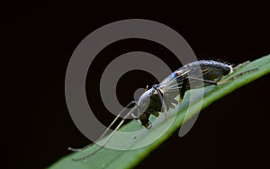 Midge resting on leaf