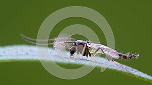 midge up close resting on leaf