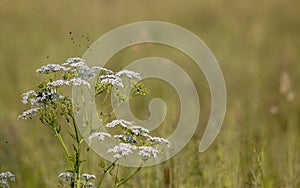 Midges fly over flowers