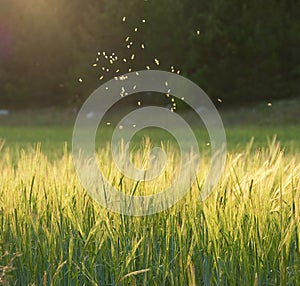 Midges flying over a meadow